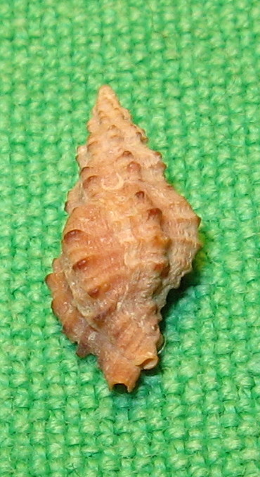 Muricopsis cristata